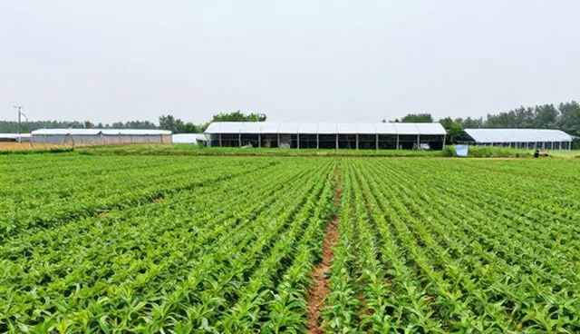 农机选型中的有害生物防治关键环节分析